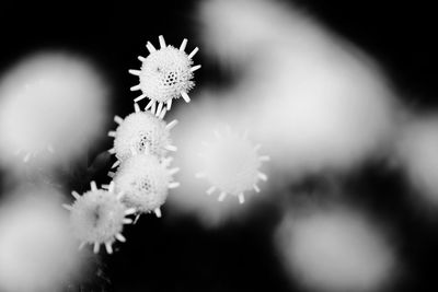 Close-up of white flowers