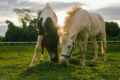 Horse grazing on field