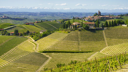 Scenic view of agricultural field