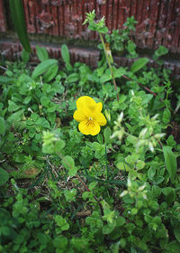 Close-up of yellow flower