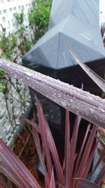 Close-up of plants