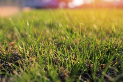 Close-up of grass in field