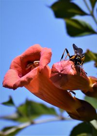Close-up of insect on flower against clear sky