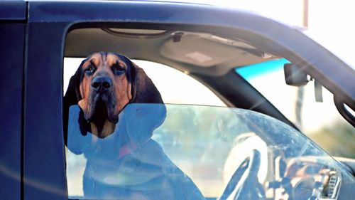 Portrait of dog in car