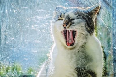 Close-up of cat yawning