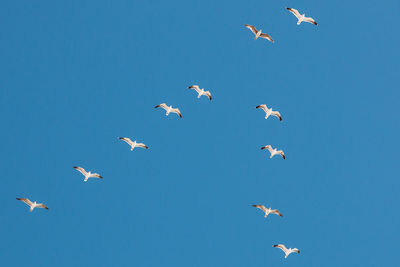 Flock of birds flying against clear blue sky