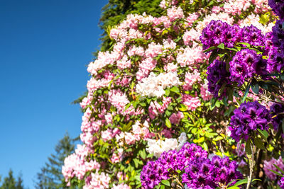 Low angle view of pink flowering plant against sky