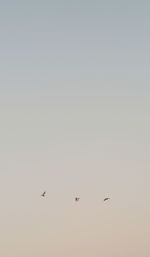 Low angle view of birds flying in the sky