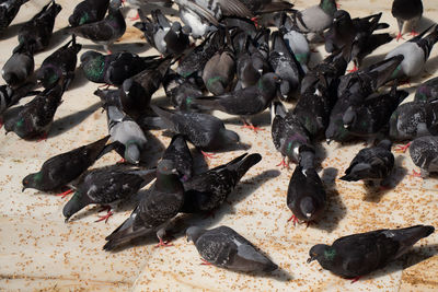 High angle view of pigeons feeding