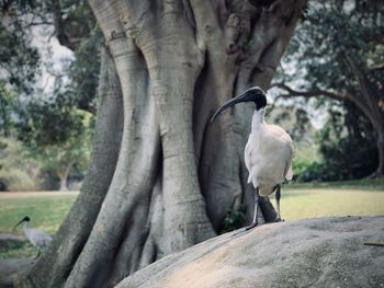 View of birds perching on rock