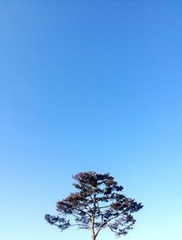 Low angle view of tree against clear blue sky