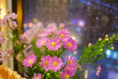 Close-up of pink flowering plants