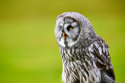 Close-up portrait of owl