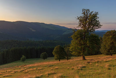 Trees on field against sky in rodnei mountains 