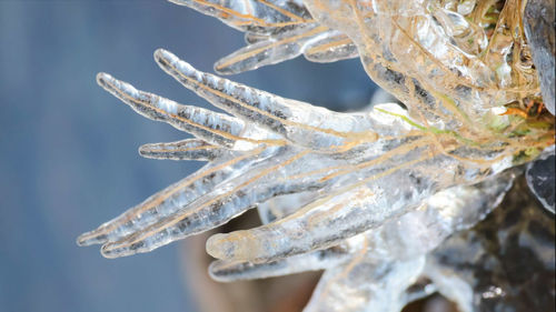 Close-up of frozen plant