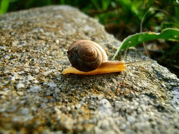 Close-up of snail