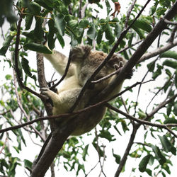 Low angle view of cat sitting on tree