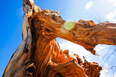 Low angle view of driftwood against sky during sunny day