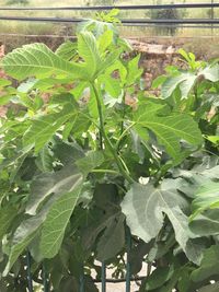Close-up of green leaves
