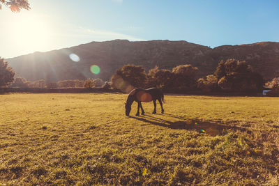 Horse on landscape