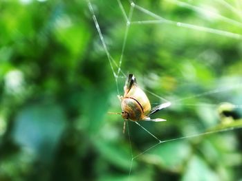 Close-up of insect on plant