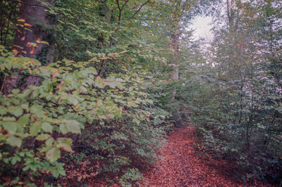 Trail amidst trees in forest