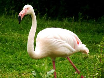 Close-up of swan on grass