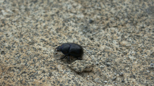 High angle view of insect on rock