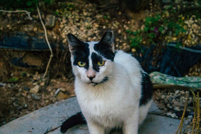 Portrait of cat standing outdoors