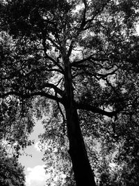 Low angle view of trees in forest against sky