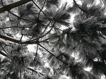Low angle view of trees against sky