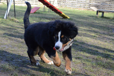 Portrait of dog on field