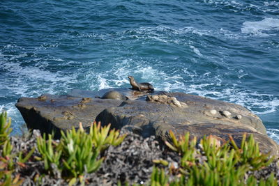 Seagull perching on rock in sea