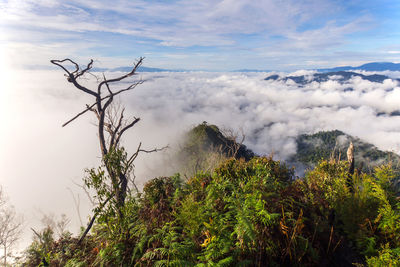 Low angle view of trees on landscape against sky