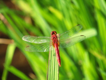 Close-up of dragonfly on leaf