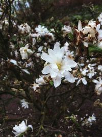 Close-up of white flowers