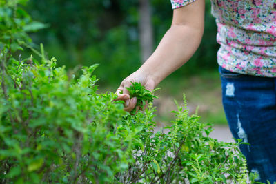 Midsection of man holding plant