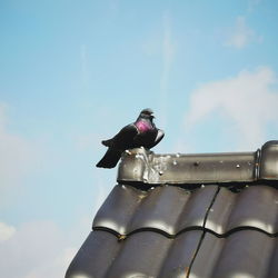 Low angle view of bird perching on roof