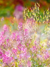 Close-up of pink flowering plants on field