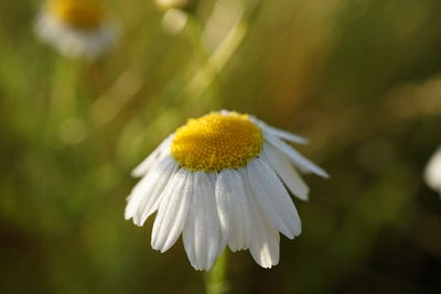 Close-up of white flowering plant