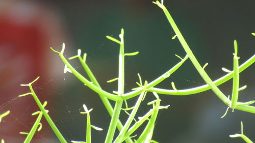 Close-up of green plant