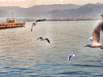 Seagulls flying over sea against mountain