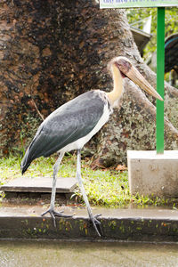 View of a bird