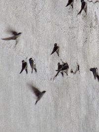 High angle view of flock of birds