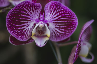 Close-up of purple orchid