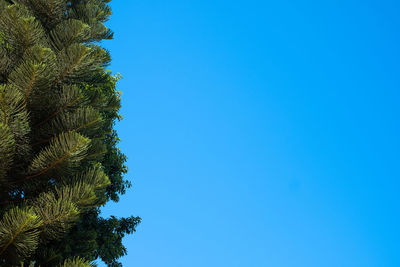 Low angle view of palm tree against blue sky