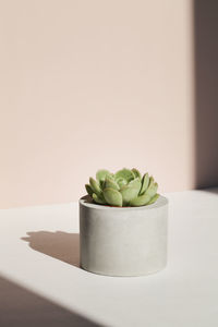Succulent in concrete pot with deep shadow on beige background  nature,  garden and minimal concept.