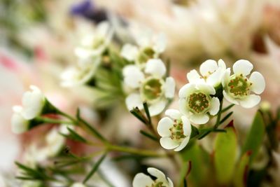 Close-up of white flowers