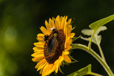 Close-up of honey bee on sunflower