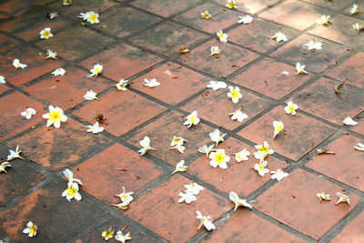 High angle view of flowering falling on footpath